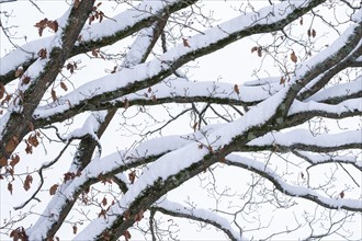 English oak (Quercus robur), branches covered with snow, Thuringia, Germany, Europe
