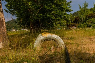 Tire painted white planted in ground under shade trees in field of tall grass in South Korea