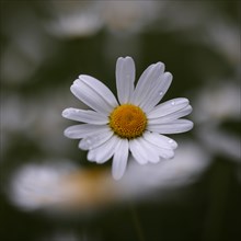 Flower of a daisy (Leucanthemum vulgare) with raindrops, close-up