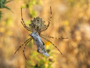 Spider with a grasshopper as prey, Lopar, Croatia, Europe