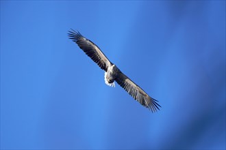 A white-tailed eagle (Haliaeetus albicilla) spreads its wings and flies in front of a clear blue
