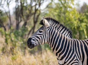 Plains zebra (Equus quagga), animal portrait, Kruger National Park, South Africa, Africa