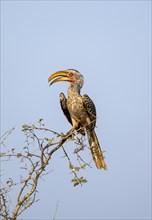 Red-ringed Hornbill (Tockus leucomelas) sitting on a branch against a blue sky, with open beak,