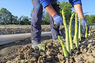 Agriculture asparagus harvest: Predominantly Romanian harvest workers harvest green asparagus in a