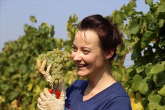 Symbolic image: Young woman hand-picking Chardonnay from the Norbert Gross winery in Meckenheim