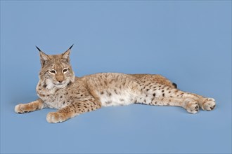 Eurasian lynx (Lynx lynx), lying, captive, studio shot