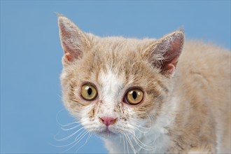 Pedigree cat Selkirk Rex, kitten, age 10 weeks, colour fawn tortie white, animal portrait, studio