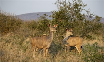 Greater Kudu (Tragelaphus strepsiceros) in dry grass, adult females in the evening light, alert,