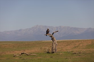Iberian Eagle, Spanish Imperial Eagle (Aquila adalberti), Extremadura, Castilla La Mancha, Spain,