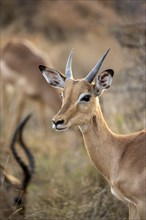 Impala (Aepyceros melampus), black heeler antelope, young male in the evening light, animal
