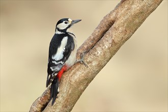 Great spotted woodpecker (Dendrocopos major), female, sitting on a branch, animals, birds,