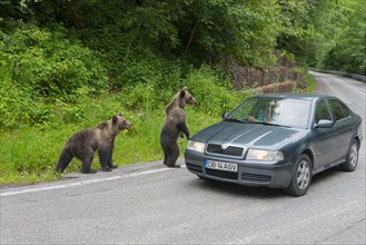 Two young brown bears next to a car on a road, looking cautious and curious, European brown bear