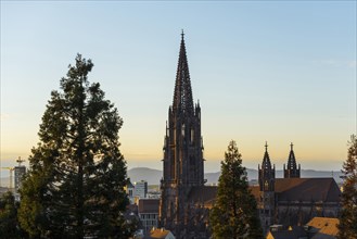 Freiburg Minster, sunset, Freiburg im Breisgau, Black Forest, Baden-Wuerttemberg, Germany, Europe