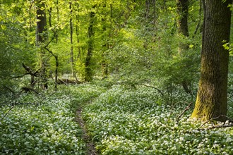 A path leads through a deciduous forest with white flowering ramson (Allium ursinum) in spring in