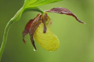 Yellow lady's slipper orchid (Cypripedium calceolus), flower, detail, water drop, nature