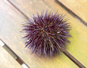 Sea Urchin, Paracentrotus lividus, alive on table, Atlantic Coast, Rogil, Algarve, Portugal,