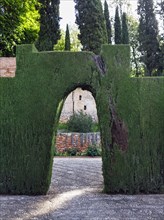 Hedge with passageway, archway in garden, thuja, topiary, Generalife Gardens, Alhambra, Granada,