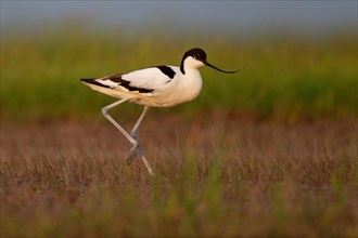 Black-capped avocet (Recurvirostra avosetta), Danube Delta Biosphere Reserve, Romania, Europe