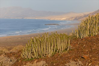Canary Island spurge (Euphorbia canariensis) near Cofete, Parque Natural Jandia, Fuerteventura,