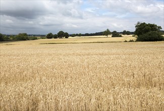 Field of golden ripe wheat crop under overcast grey sky, River Deben valley, Sutton, Suffolk,