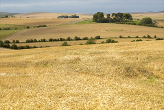 Chalk downland landscape fields of stubble looking west over East Kennett long barrow, Wiltshire,