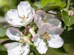 Macro close up of apple blossom flowers, UK