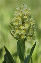 Provence Orchid (Orchis provincialis), French Orchid, Nature Photography, Orchis, Orchids, Orchids,
