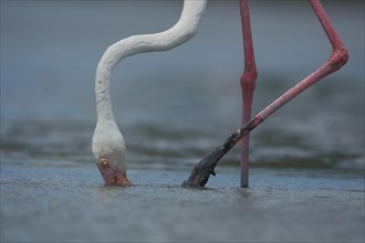 Neck and one leg of a greater flamingo (Phoenicopterus roseus) foraging in the silt under water,