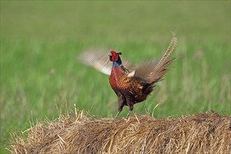 Pheasant (Phasianus colchicus) on straw bale flapping wings, movement, motion blur, Waasen-Hansag,