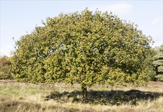 Single oak tree, quercus robur, standing in Suffolk Sandlings heathland, Sutton, Suffolk, England,