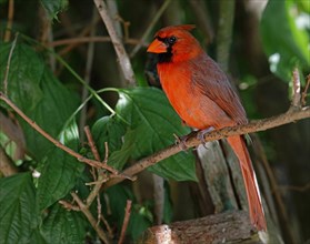 Male Northern Cardinal (Cardinalis cardinalis), a mid sized songbird common in Eastern North