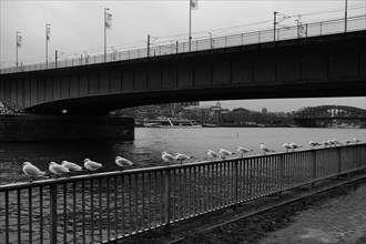 Seagulls (Larinae) on the Rhine, behind a bridge, Cologne, Germany, Europe