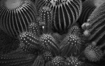 Golden globe cactus (Echinocactus platyacanthus) and farmer's cactus (Echinopsis candicans), cactus