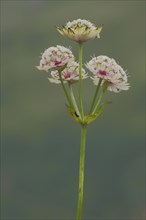 Large astrantia (Astrantia major), Hahnenkopf, Fontanella, Faschina, Vorarlberg, Alps, Austria,