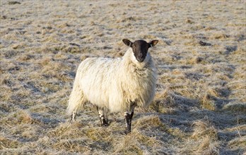 Scotch mule sheep grazing frosty Windmill Hill, a Neolithic causewayed enclosure, near Avebury,
