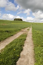 Path leading towards chalk scarp slope at Furze Knoll, Morgan's Hill, Marlborough Downs, Wiltshire,