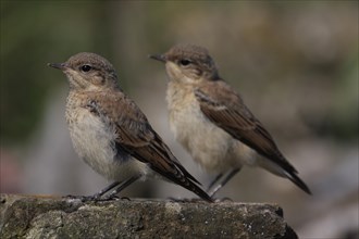 Two young northern wheatear (Oenanthe oenanthe), juvenile, two, synchronised, equal, Fueloephazi