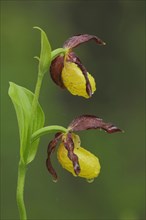 Yellow lady's slipper orchid (Cypripedium calceolus), two, water droplets, nature photography,
