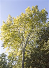 London plane tree, Platanus x hispanica, National arboretum, Westonbirt arboretum, Gloucestershire,