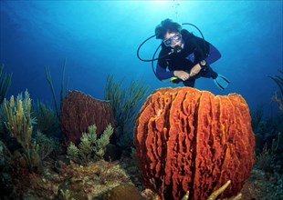 Diving in the Caribbean - tube sponge, Caribbean, Central America