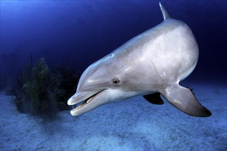 Diving in the Caribbean, Dolphin, Caribbean, Central America