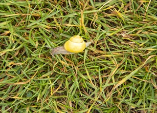 Grove snail, brown-lipped snail or Lemon snail Cepaea nemoralis, Berkshire, England, UK