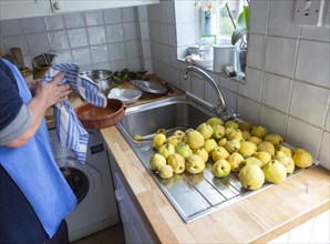 Cleaning quince fruit at kitchen sink inside domestic house, UK