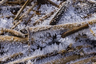 Severe frost has formed bizarre ice formations in the riverbed of the Gottleuba. Ice crystals on