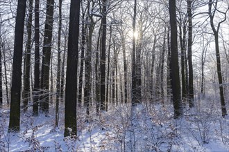 Snowy winter forest in Moritzburg, Moritzburg, Saxony, Germany, Europe