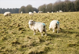 Sheep grazing on chalk downland grassland on Salisbury Plain, near Durrington, Wiltshire, England,