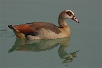 Egyptian goose (Alopochen aegyptiacus), swimming, reflection, distortion, distorted, mirror image,