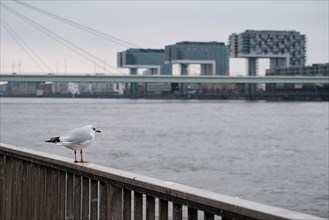 Seagull (Larinae) on the Rhine, behind it the crane houses, Cologne, Germany, Europe