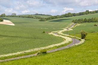 Country road in chalk landscape towards Aldbourne from near Ramsbury, Wiltshire, England, UK