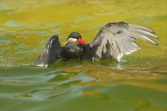 Inca Tern (Larosterna inca) bathing with wing movement, swimming, action, captive